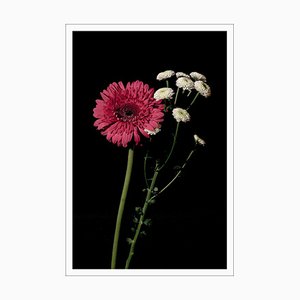 Fleurs Délicates Roses et Blanches sur Fond Noir, Impression Giclée, 2021