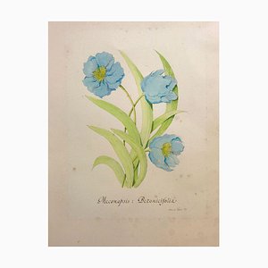 Stanley Reece, Himalayan Blue Poppy Flower, 1989, Watercolour Painting