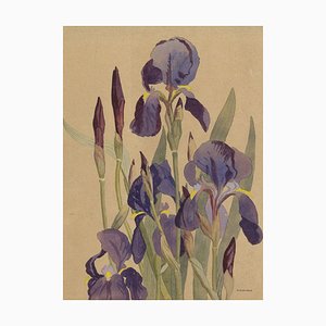 JSC Alexander, lila Iris Blumen, 1920er, Aquarell