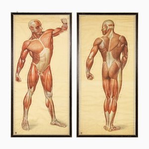 Anatomical Human Muscular Structure Charts by Tanck & Wagelin, 1950, Set of 2