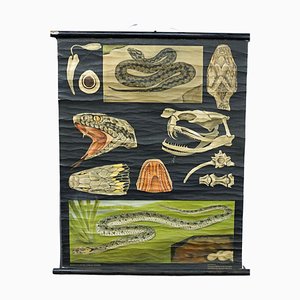 Snake Serpent Wall Chart from Jung Koch Quentell, 1960s