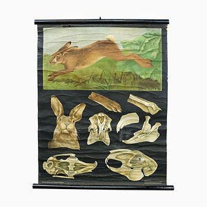 Hare Rabbit Countrylife Wall ChartJung Koch Quentell, 1960s
