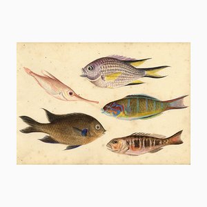 Estudio de peces de la isla de Madeira: trompeta, loro, garoupa, 1862, pintura de acuarela