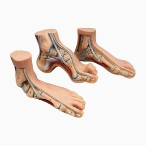 Anatomie-Modell von menschlichen Füßen, 1960er, 3er Set