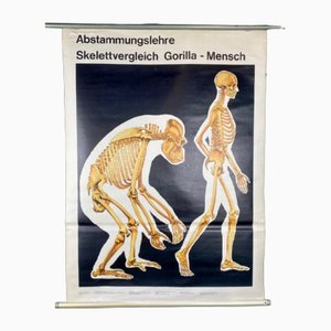 Affiche Squelette Homme-Gorille, 1986