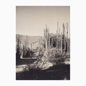 Hanna Seidel, Mexican Landscape, Black and White Photograph, 1960s