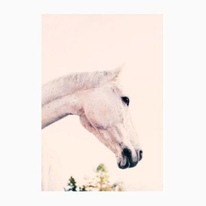 Iggy Horse Photography
