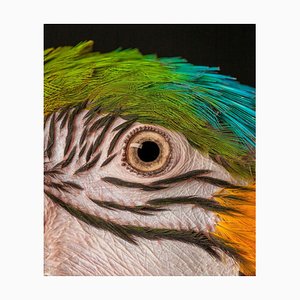 Tim Platt, Macaw #9, Fine Art Print, 2013