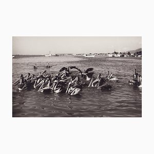 Hanna Seidel, Venezuelan Pelicans, Black and White Photograph, 1960s
