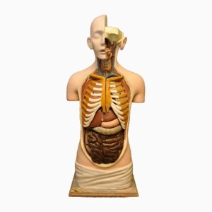 Modello anatomico vintage, anni '20