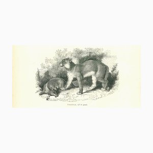 Paul Gervais, The Lion, Lithographie, 1854
