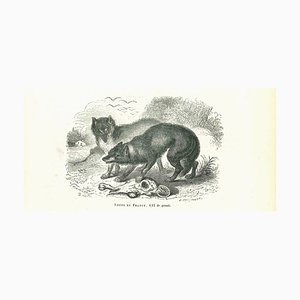 Paul Gervais, The Wolves, Lithographie, 1854