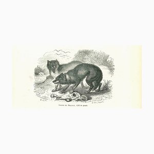 Paul Gervais, The Wolves, Litografia, 1854