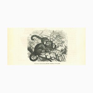 Litografia Paul Gervais, The Monkey, 1854