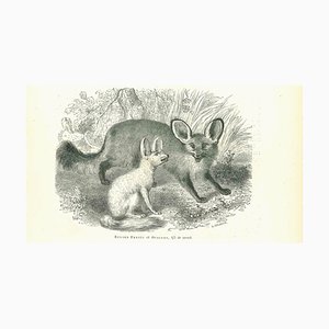 Paul Gervais, Fennec Fox, Lithograph, 1854