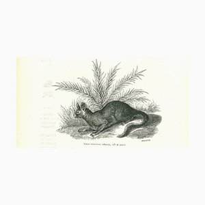 Paul Gervais, The Rabbit, Lithograph, 1854