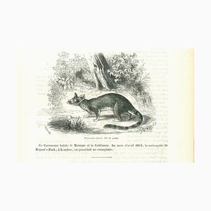 Paul Gervais, The Mouse, Lithograph, 1854