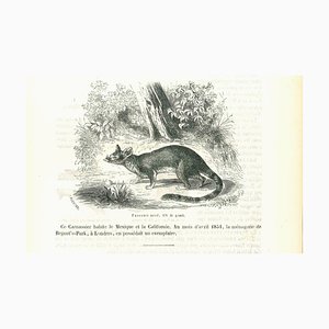 Paul Gervais, The Mouse, Litografía, 1854