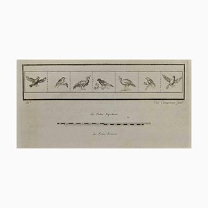 Vincenzo Campana, Vögel aus Herculaneum, Radierung, 18. Jh.