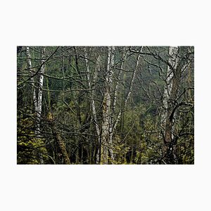 Michael Burgess, Wild Birch Forest, Digital Print, 2015