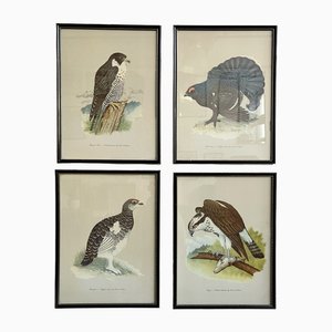 Vintage Bird Prints with Black Frames from Grants, Set of 4