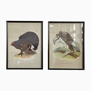 Impresiones de pájaros vintage con marcos negros de Grants. Juego de 2