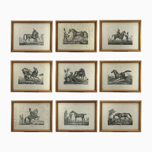 Luigi Giarrè, European Horse Species, 1822, Lithographs, Framed, Set of 9