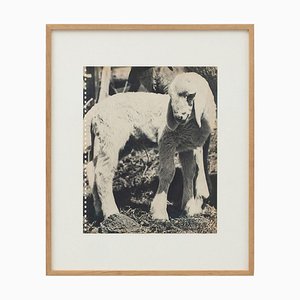 Bruno Stefani, Baby Animal, 1940, Photogravure