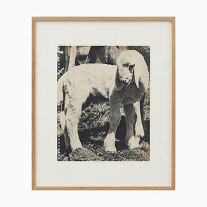 Bruno Stefani, Cucciolo di animale, 1940, Fotocalcografia