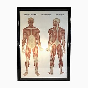 Antique Anatomy Poster by Dr. Wander Bern, 1920s