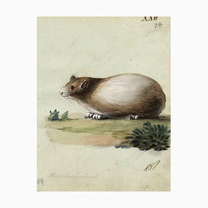 Leopold Billek, cobaye (Meerschweinchen), 1820, peinture à la gouache originale