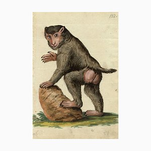 Leopold Billek, Baboon Monkey, Original Gouache Painting, 1820