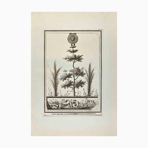 Filippo Morghen, cabeza de Medusa y jardín romano, aguafuerte, siglo XVIII