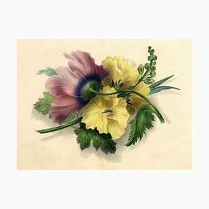 James Holland OWS, flor de hibisco y amapola, 1825, acuarela