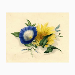 James Holland OWS, Morning Glory y Marguerite Daisy Flower, 1825, Acuarela