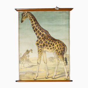 Canvas Print of Giraffe After Antonio Vallardi