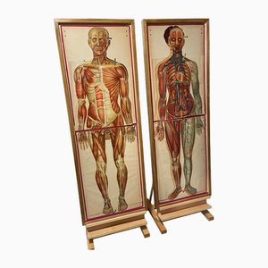 Planches d'Enseignement Anatomical Man and Woman, Set de 2