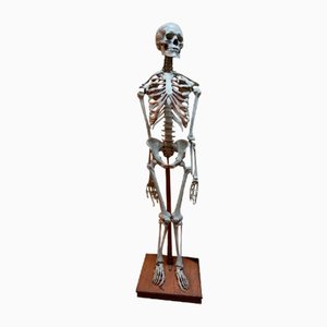 Modèle Squelette Anatomique Médical Didactique Vintage, Allemagne, 1959