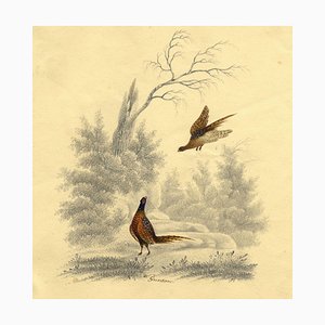 William Gunton, dos pájaros faisán, de principios del siglo XIX, pintura de acuarela