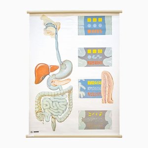 Anatomy Poster from Hygiene Museum Dresden, Germany, 1970s