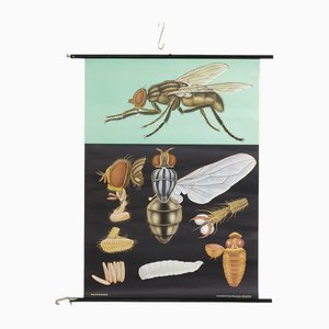 Póster educativo de moscas de Jung, Koch, & Quentell para Hagemann, años 60