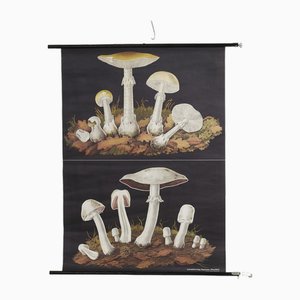 Mushroom Lehrtafel von Jung, Koch & Quentell für Hagemann, 1970er
