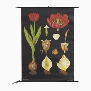 Botanische Tulip Lehrtafel von Jung, Koch & Quentell für Hagemann, 1950er