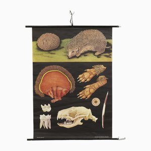 Lehrreiche Igel Lehrtafel von Jung, Koch & Quentell für Hagemann, 1960er