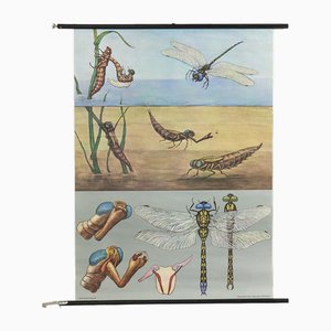 Educational Dragonfly Wall Chart by Jung, Koch, & Quentell for Hagemann, 1960s