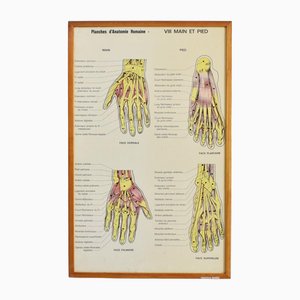 Vintage French Anatomy Chart- Hand & Foot, 1960s