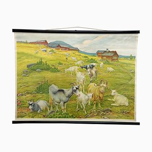 Vintage Rollable Wall Chart Goats on the Mountain Pasture, 1970s