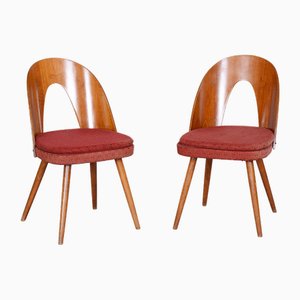 Chaises Mid-Century par Antonín Šuman, République Tchèque, 1950s, Set de 2