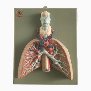 Tableau Anatomical 3-Dimensional, Allemagne, 1950s