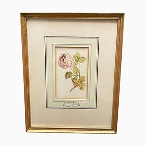 Maria Geertruida Barbiers Snabillé, Flowers, Watercolor, 1800s, Framed